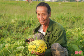 Rộn ràng mùa dưa ở Việt Tiến