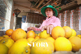 Theo chân nhà vườn “đếm quả tính tiền” mùa cam Tết
