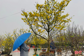 Loạt cây cảnh hàng trăm triệu đồng "đổ bộ" thị trường Tết Hà Tĩnh