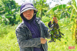 Nhộn nhịp thu hoạch "vàng đen" ở miền núi Hà Tĩnh