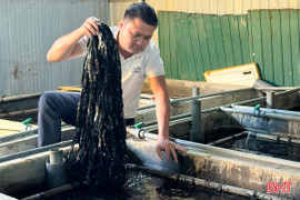 9X nuôi lươn không bùn doanh thu 6,6 tỷ đồng/năm