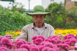 Những mô hình nông nghiệp vùng "rốn lũ" tất bật cung ứng thị trường Tết