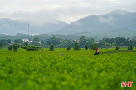 Sáng tinh khôi nơi đồi chè miền biên giới