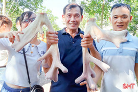 Cặp nhung hươu "đa chồi, rộ lộc" trị giá hơn 45 triệu đồng