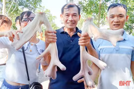 Cặp nhung hươu "đa chồi, rộ lộc" trị giá hơn 45 triệu đồng