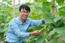 Dưa leo "Tài Lộc" bén duyên đất Mai Hoa