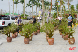 Thị trường hoa Tết chờ "cú hích" những ngày cuối