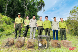 Vụ “gà lôi trắng” - lời cảnh tỉnh về bảo tồn động vật hoang dã