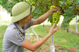 Vườn nho mẫu đơn đầu tiên ở xã Mai Hoa cho thu hoạch