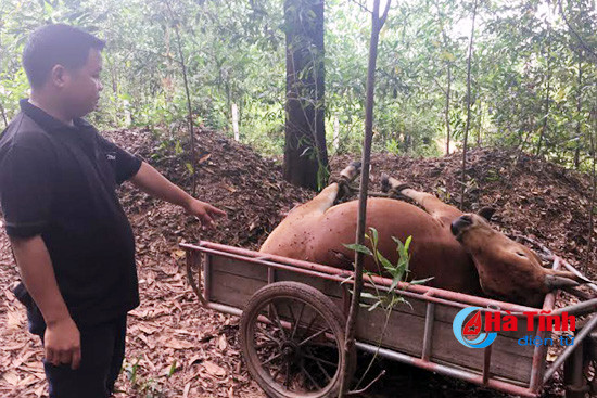 chuyen that nhu dua 2 ho dan tranh gianh con bo chet