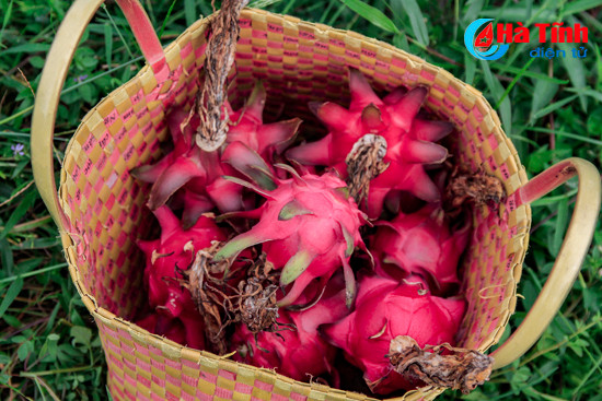 photo len doi ngoc son hai qua rong xanh