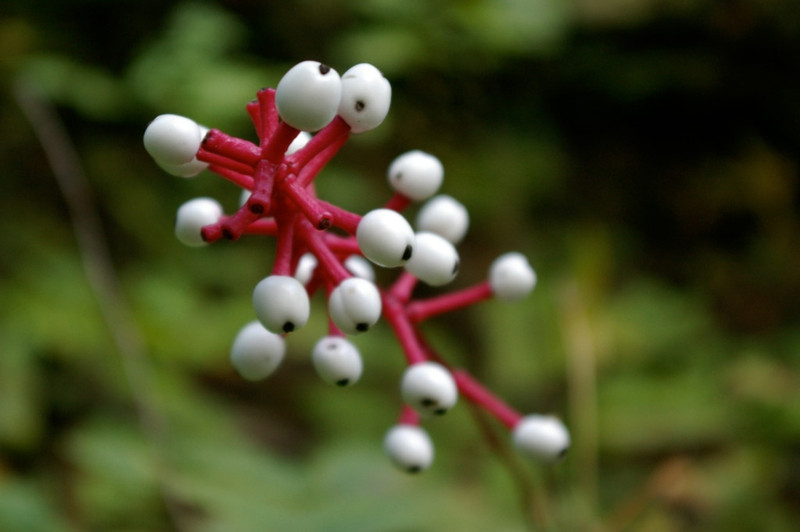 nhung loai thuc vat ky la khap hanh tinh