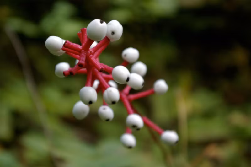 nhung loai thuc vat ky la khap hanh tinh