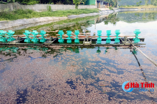 can som lam ro nghi van dung thuoc tru sau diet ho tom o loc ha