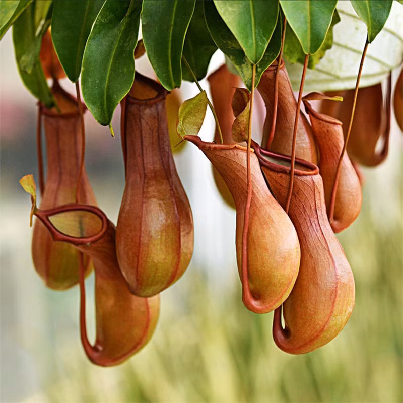 nhung loai thuc vat ky la khap hanh tinh