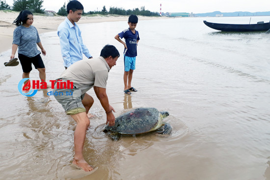 ngu dan tha rua bien gan 50kg ve lai dai duong