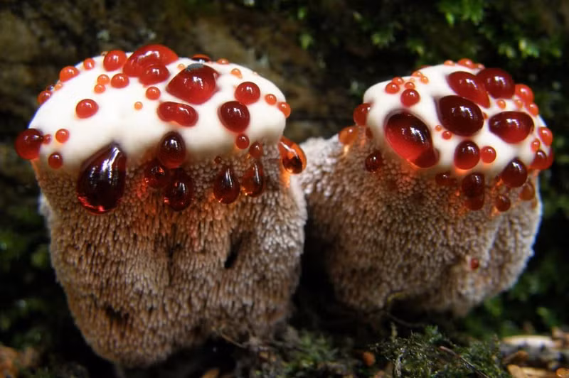 Hiện tượng tôm diễu hành trên cạn