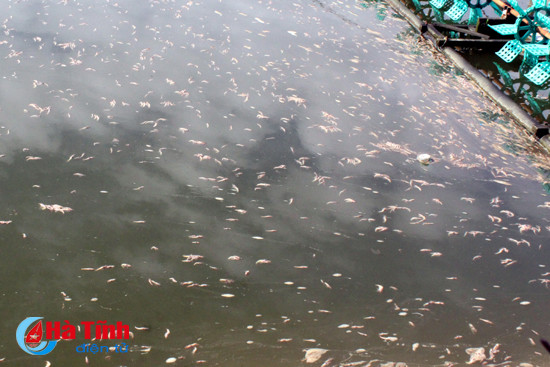 tom chet hang loat nghi do bi bo thuoc tru sau