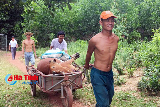 chuyen that nhu dua 2 ho dan tranh gianh con bo chet
