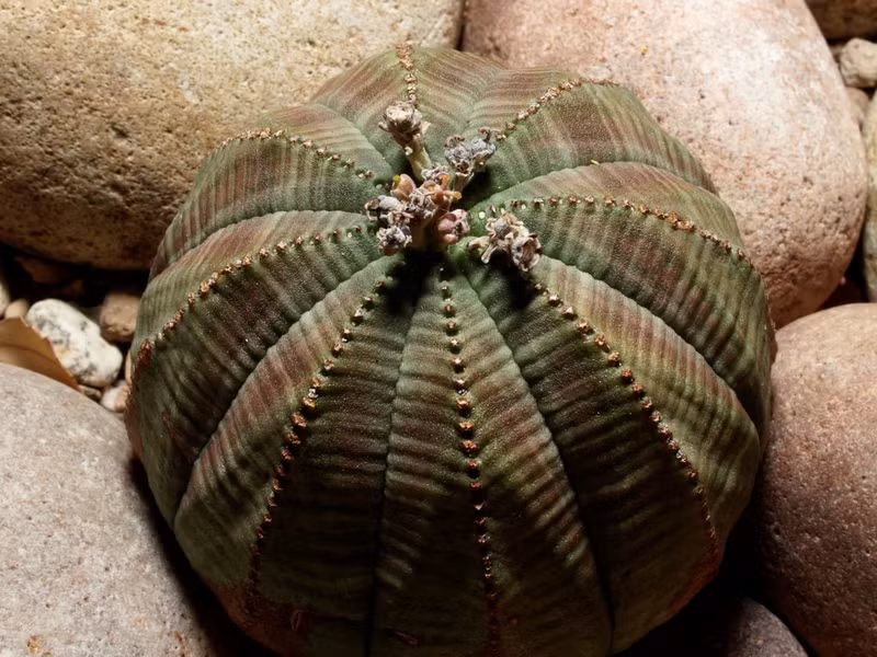 nhung loai thuc vat ky la khap hanh tinh