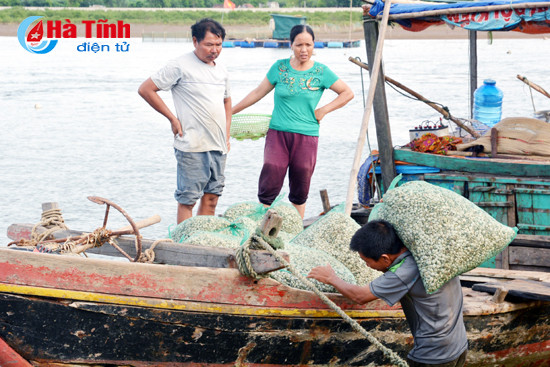 nong dan ky ha tha nuoi ngheu thuong pham tro lai