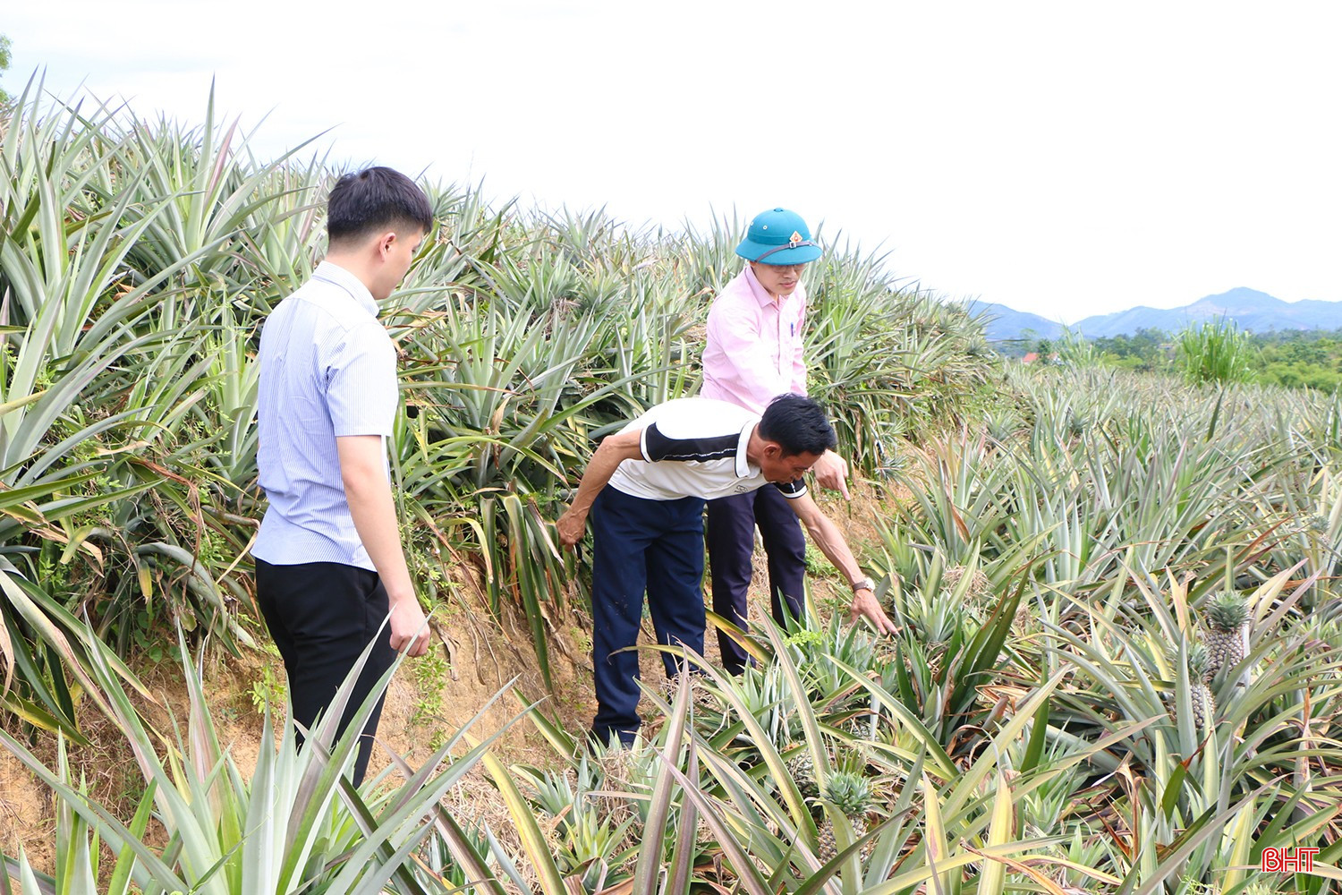 N Nhờ nguồn vốn vay từ Ngân hàng CSXH, gia đình anh Lê Ngọc Lâm ở thôn 6, xã Thượng Đức đã mạnh dạn chuyển 0,7 ha trồng cam sang trồng dứa nguyên liệu cho hiệu quả cao.