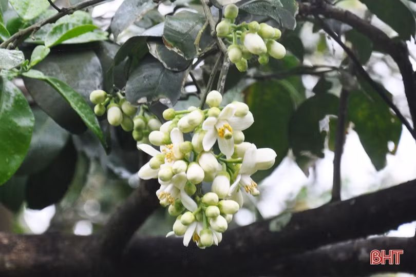 Nông dân Hà Tĩnh tất bật thụ phấn cho bưởi Phúc Trạch trong những ngày tết