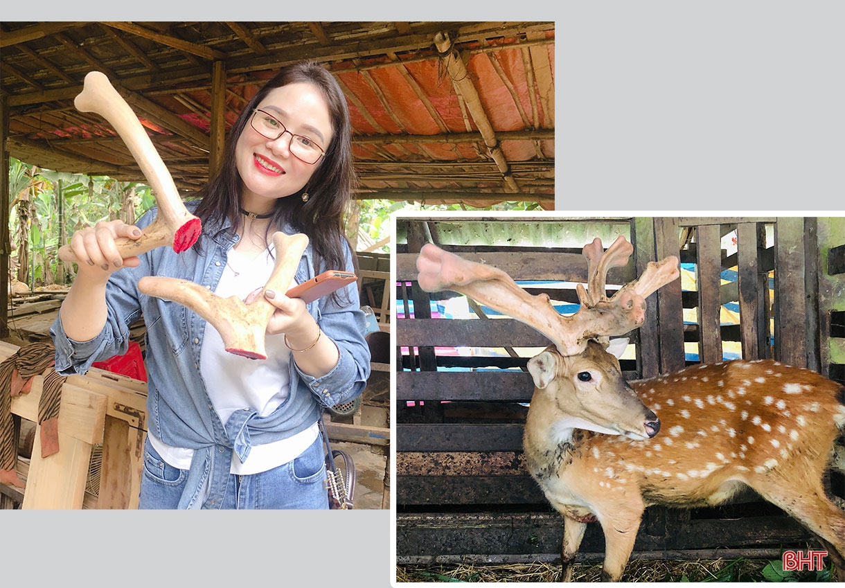 Nâng tầm cam bù, nhung hươu Hà Tĩnh - cần “4 nhà” vào cuộc