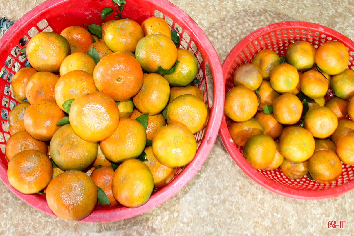 Nâng tầm cam bù, nhung hươu Hà Tĩnh - cần “4 nhà” vào cuộc