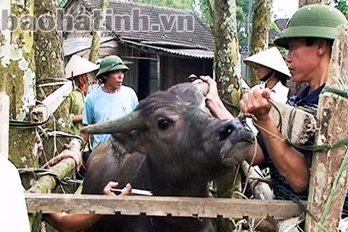 Từ năm 2008 đến nay, tỷ lệ tiêm phòng bình quân hàng năm đối với bệnh lở mồm long móng trâu, bò đạt gần 70% Từ năm 2008 đến nay, tỷ lệ tiêm phòng bình quân hàng năm đối với bệnh lở mồm long móng trâu, bò đạt gần 70%