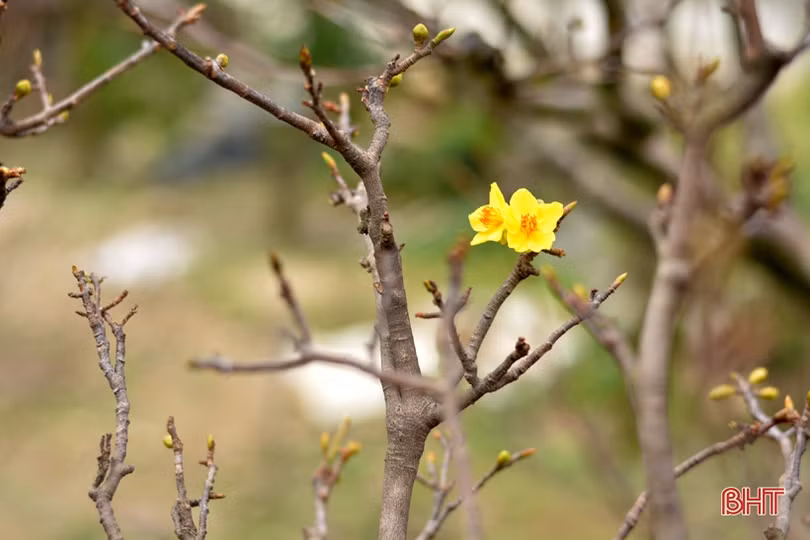 “Thủ phủ” trồng mai Hà Tĩnh tất bật vào vụ Tết