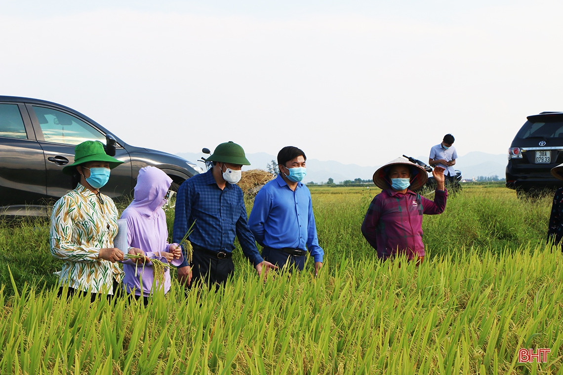Đẩy nhanh tiến độ thu hoạch lúa xuân, triển khai sản xuất vụ hè thu đúng kế hoạch