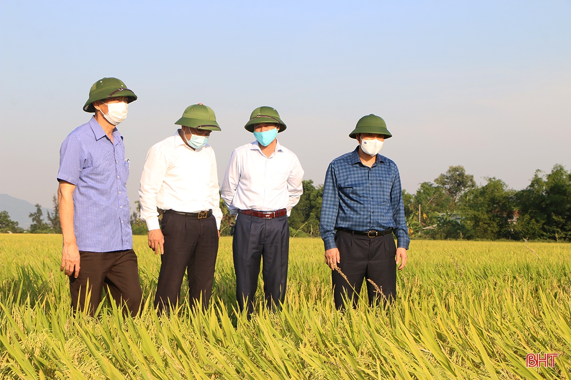 Đẩy nhanh tiến độ thu hoạch lúa xuân, triển khai sản xuất vụ hè thu đúng kế hoạch