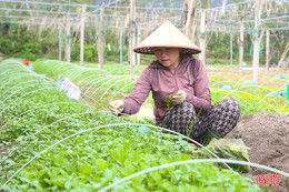  Vựa rau giống lớn nhất Hà Tĩnh sẵn sàng cung ứng sản xuất vụ đông