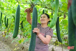 Xanh mát những vườn bí xanh, dưa chuột ở khu dân cư mẫu 