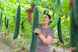 Xanh mát những vườn bí xanh, dưa chuột ở khu dân cư mẫu 