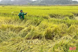 Nhiều diện tích lúa xuân ở Hà Tĩnh đổ ngã do mưa lớn