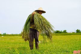 "Ốc đảo" Hồng Lam rộn ràng mùa cói 