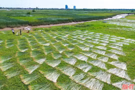"Ốc đảo" Hồng Lam rộn ràng mùa cói 