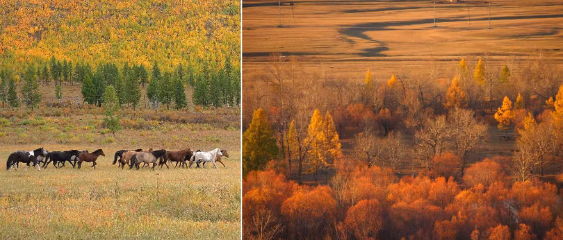 Vẻ đẹp của thảo nguyên Mông Cổ ngày thu