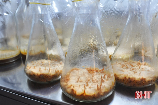 Hà Tĩnh nghiên cứu sản phẩm bổ dưỡng sức khỏe từ nấm đông trùng hạ thảo