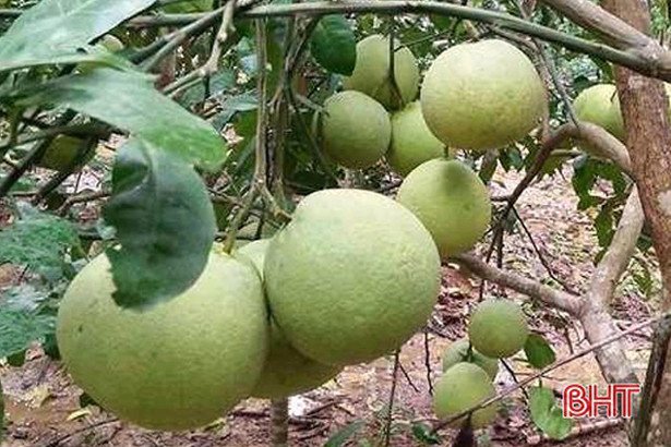 Xứ bưởi Hà Tĩnh ước thu gần 840 tỷ đồng từ 2 loài cây ăn quả chủ lực