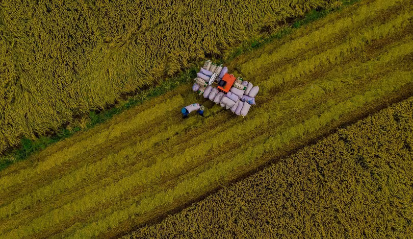 Cánh đồng lúa An Giang vào mùa gặt