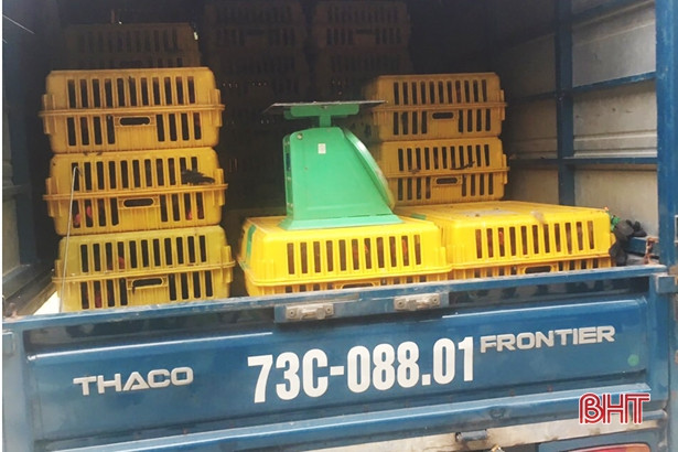 Phát hiện xe ô tô vận chuyển 340 kg gà thịt không có kiểm dịch động vật