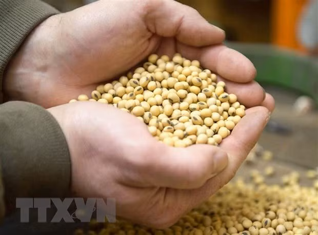 Trung Quốc miễn thuế cho đậu nành và thịt lợn nhập khẩu từ Mỹ