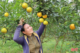 Sẵn sàng cho ngày khai hội cam và các sản phẩm Hà Tĩnh