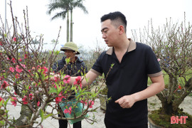 Thị trường cây cảnh Tết tại Hà Tĩnh: Đa dạng chủng loại, mức giá