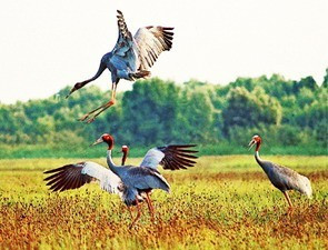 Sếu đầu đỏ tại Vườn quốc gia Lò Gò - Xa Mát (Tây Ninh)