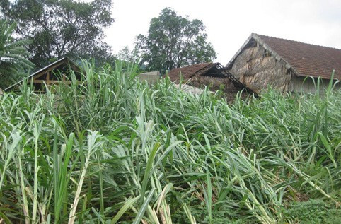 và hàng chục ha hoa màu bị hư hỏng