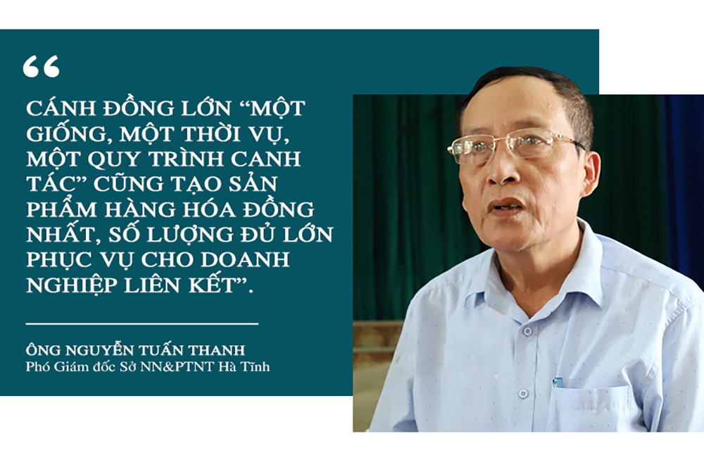 Phá bờ thửa nhỏ hình thành ô thửa lớn - cuộc cách mạng trong nông nghiệp Hà Tĩnh